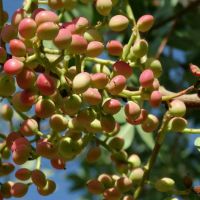 باغ پسته در سیرجان فروشی