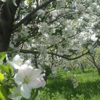 فروش باغ انگور و سیب