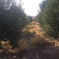 فروش باغ زیتون و انار، مناسب کاشت زعفران در گرمسار