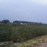 فروش ملک صنعتی-زراعی-مسکونی