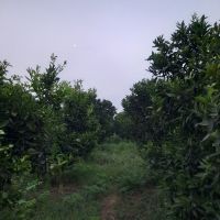 فروش باغ مرکبات قائمشهر