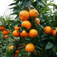 فروش زیر قیمت فوری