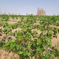 زمین کشاورزی پسته