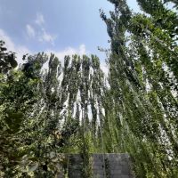 باغ و باغچه در قاسم آباد تهرانچی