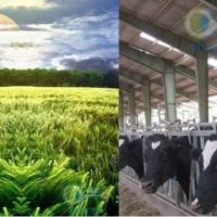 گاوداری صنعتی  و زمین کشاورزی در بویین زهرا