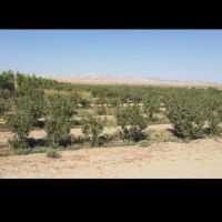 1500 هکتار زمین کشاورزی در ورامین تهران