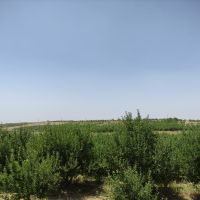 باغ سیب مراغه روستای چوانباغ