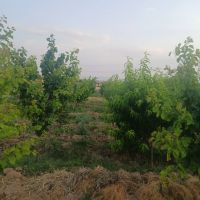 باغچه سهیلیه زعفرانیه معاوضه با ماشین هم میشود