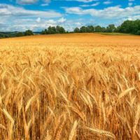 فروش زمین صنعتی در قم