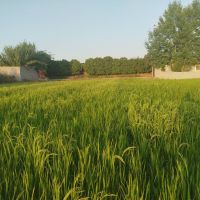 فروش زمین کشاورزی بابلسر