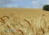 فروش زمین هکتاری درقزوین-متراژکل 21 هکتار
