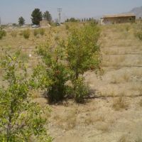 باغ انار درمهیار اصفهان