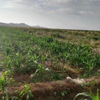 فروش باغ و زمین کشاورزی در چناران مشهد