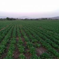 فروش زمین کشاورزی به مساحت یک هکتار