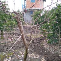باغ نزدیک دریا
