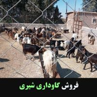 94هکتار دامداری گاوداری شیری و زمین کشاورزی فروشی