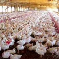 فروش مرغداری گوشتی نیمه ساخت
