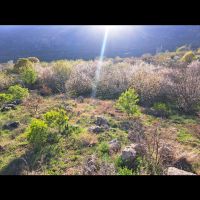 فروش ۱۵۰۰۰متر باغ ثمری کوهمره سرخی