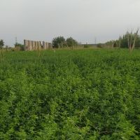 باغچه ۱۱۴۰متری درختان پر ثمر
