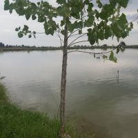 فروش اسخرپرورش ماهی