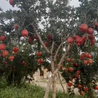 مرغداری و زمین متصل