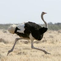 فروش مزرعه پرورش شترمرغ در البرز