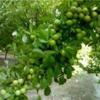باغ در متراژ دلخواه؛معاوضه با آپارتمان در تهران | تهران، اسلامشهر