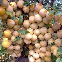 سجاد رحیمی شورابی