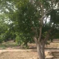 فروش مرغداری در 10 کیلومتری شهرضا اصفهان