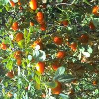 خریدار مزرعه در شهرستان شازند اراک