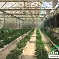 فروش گلخانه با تجهیزات اسپانیایی