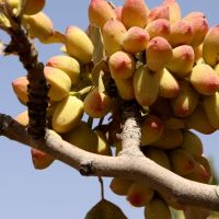 فروش قطعات 1000 متری باغ پسته