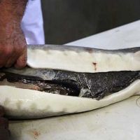 فروش پرورش ماهی خاویاری دارای وام 7 میلیارد تومانی