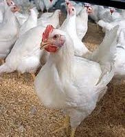 مرغداری گوشتی شاندیز ابرده