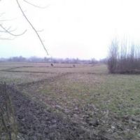شالیزار 3 هکتاری در کوچصفهان