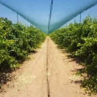 فروش زمین کشاورزی قلعه شور اصفهان