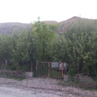 باغ روستای دهنار دماوند