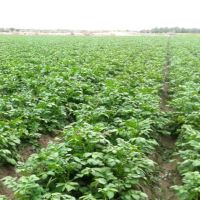 فروش زمین کشاورزی جیرفت