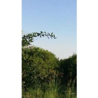 فروش باغچه و باغ زیبا در خوزستان دزفول