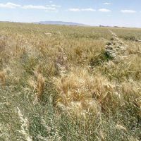 فروش زمین کشاورزی ۸هکتاری