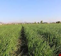 فروش زمین کشاورزی