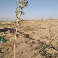 زمین کشاورزی فروشی
