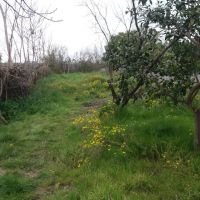 زمینی به متراژ 1000 متر