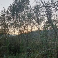 فروش ۲۹۰ متر زمین در شاندرمن زیبا (کارگزاری نسل نو)