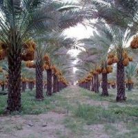 زمین کشاورزی همراه با 1200 درخت خرما