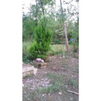 زمین 500 متری باغی باکاربری مسکونی | آستانه اشرفیه، دهستان چهارده