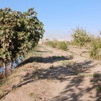 زمین کشاورزی با سند قطعی ۱۵۰۰ اصله درخت
