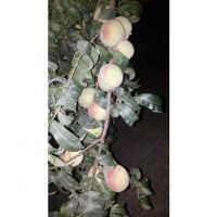 زمین 2500 متری ویلا طالقان | تهران، تهرانسر