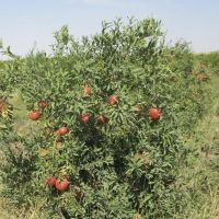 باغ انار ۷۰۰۰ متر روستا کلاسنگیان