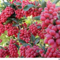 فروش باغ زرشک